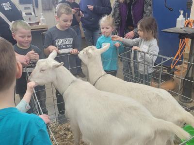 kids with goats